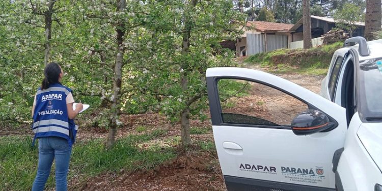 Adapar anuncia concurso com 57 vagas; salários chegam a R$ 8,4 mil 22 Adapar