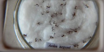 dengue