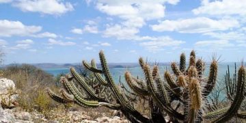 caatinga