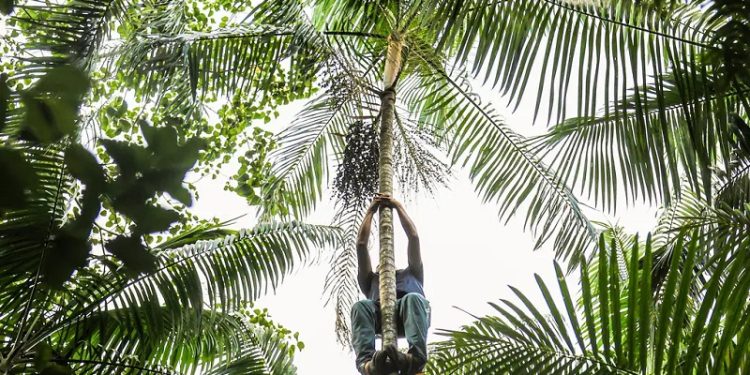 Petrobras e BNDES anunciam vencedores do primeiro leilão do ProFloresta+ 22 floresta